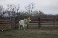 IMG_5240