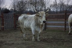 IMG_5244