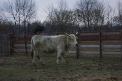 IMG_5249